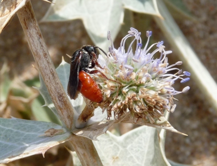 Sphecodes albilabris rubripes M e F (Apidae Halictinae)